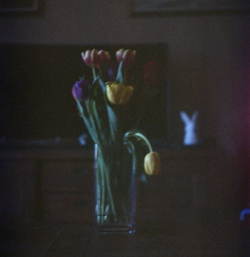 Gratis lagerfoto af 120mm, analog fotografering, blomster