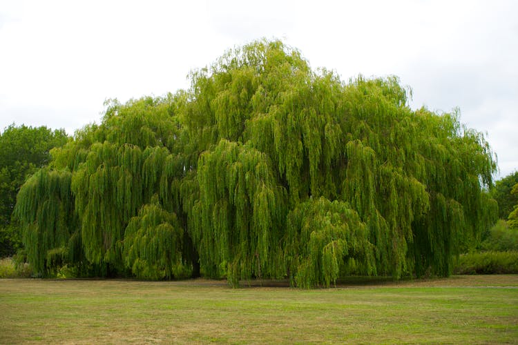 White Sky Over Weeping Willow Trees 