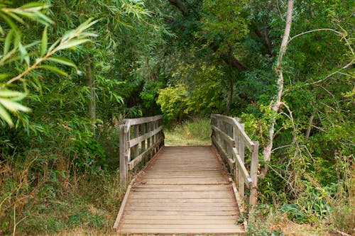 Wooden Footbridge in the Woods