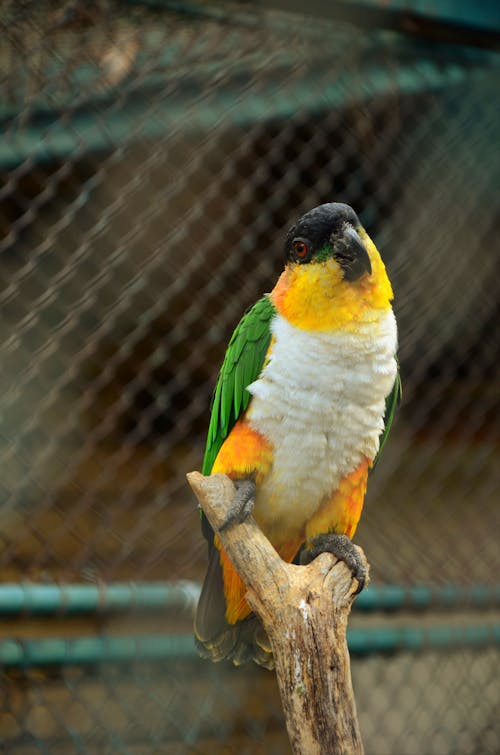 Green Yellow and White Bird on Brown Tree Branch
