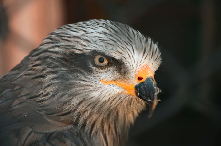 A stunning close-up of a red kite (Milvus milvus) showcasing its intricate feather details.