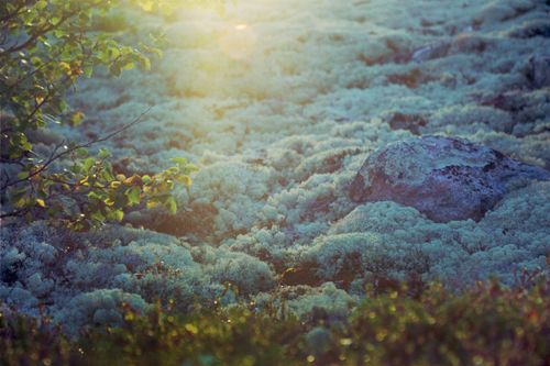 Free A beautiful sunlit moss landscape with rocks, showcasing vibrant greens and natural beauty. Stock Photo