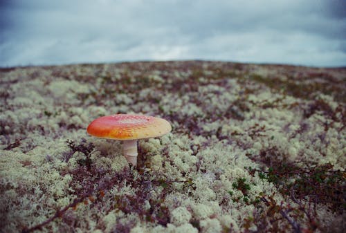 Close Up Photo of Mushroom on the Ground