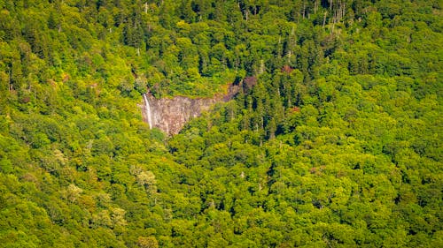 Bird's-eye View of a Dense Forest