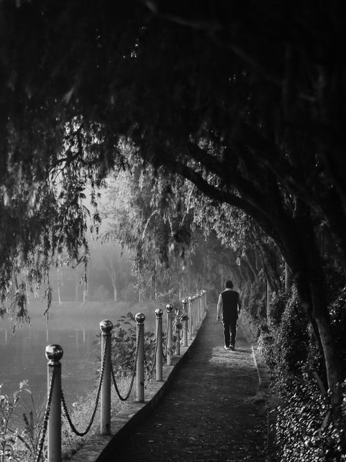 Free A solitary figure walks along a tree-lined, foggy pathway in this atmospheric black-and-white image. Stock Photo