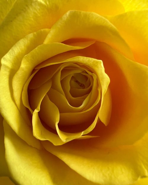 Free Detailed close-up of a yellow rose blossom showcasing its delicate petals and vibrant color. Stock Photo