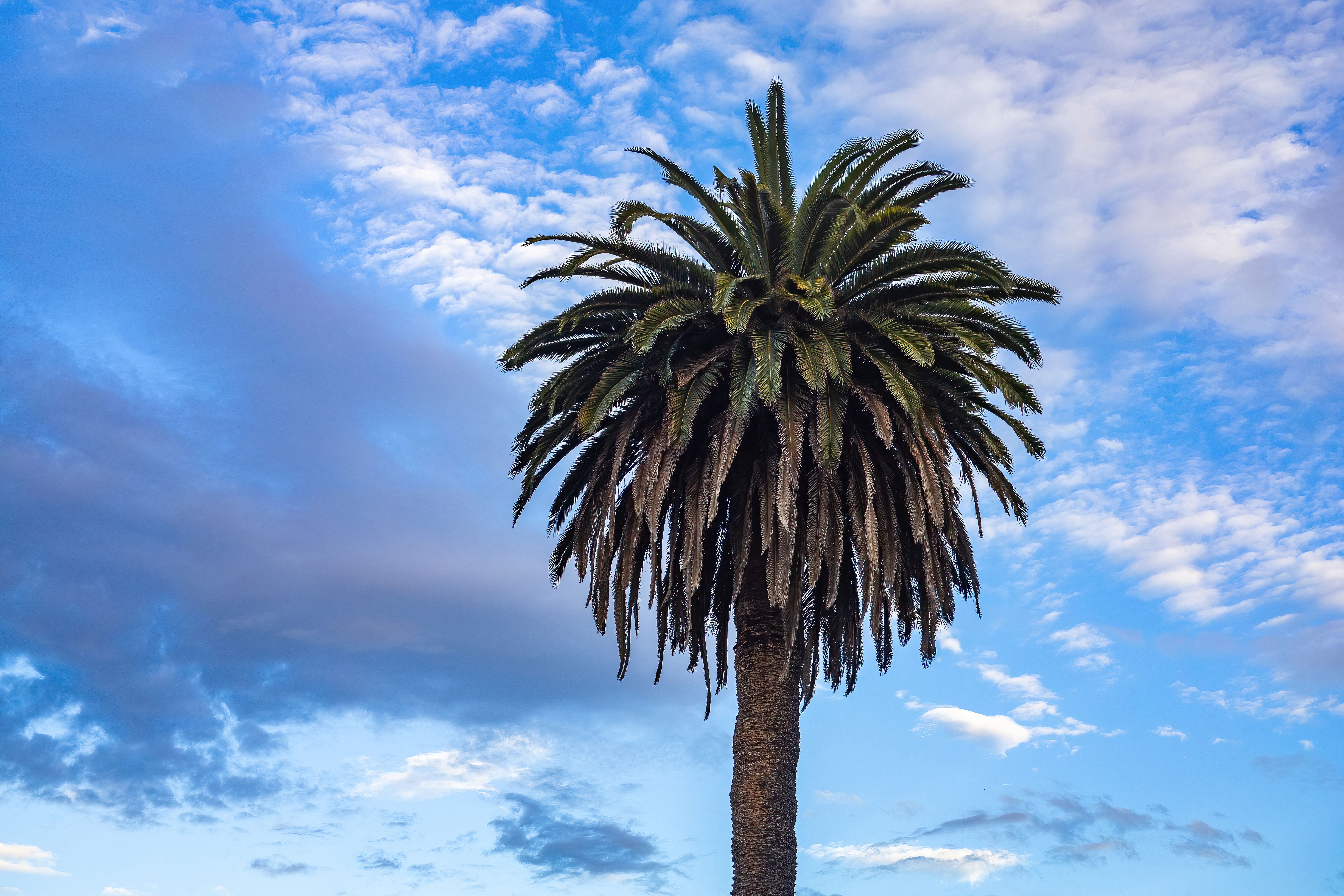 A Palm Tree Under the Blue Sky and White Clouds · Free Stock Photo