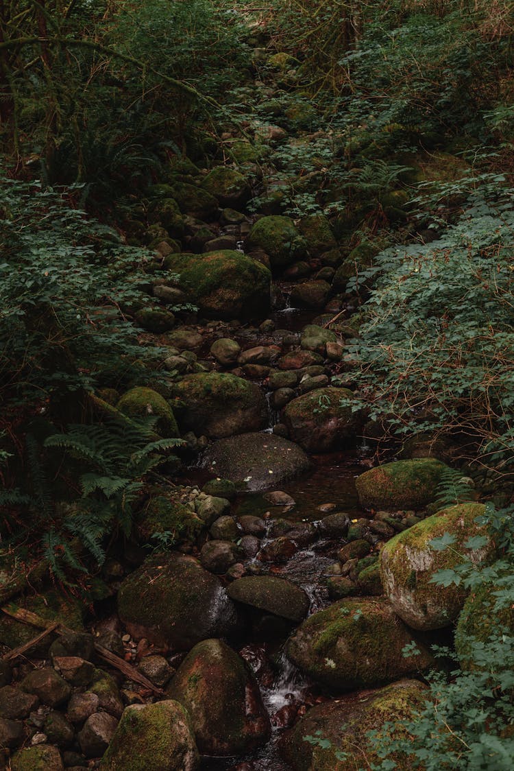 Trees And Stones Around Stream