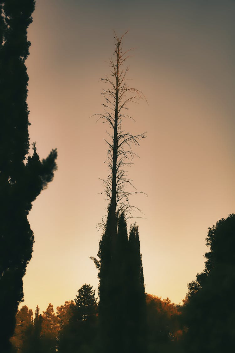 Silhouette Of Tree In Autumn