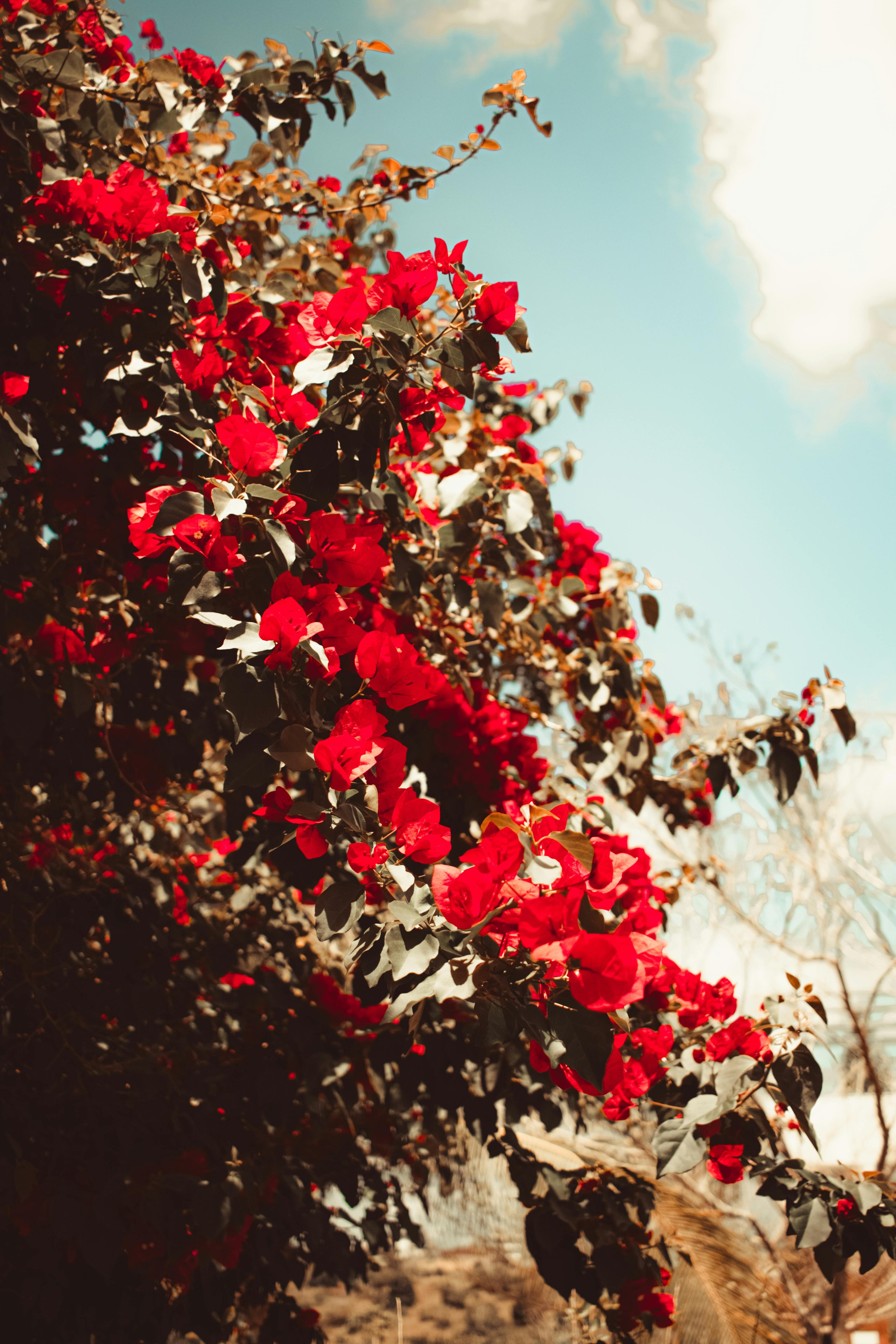 Red Flowers & Clouds Aesthetic Wallpapers - Flowers Wallpapers