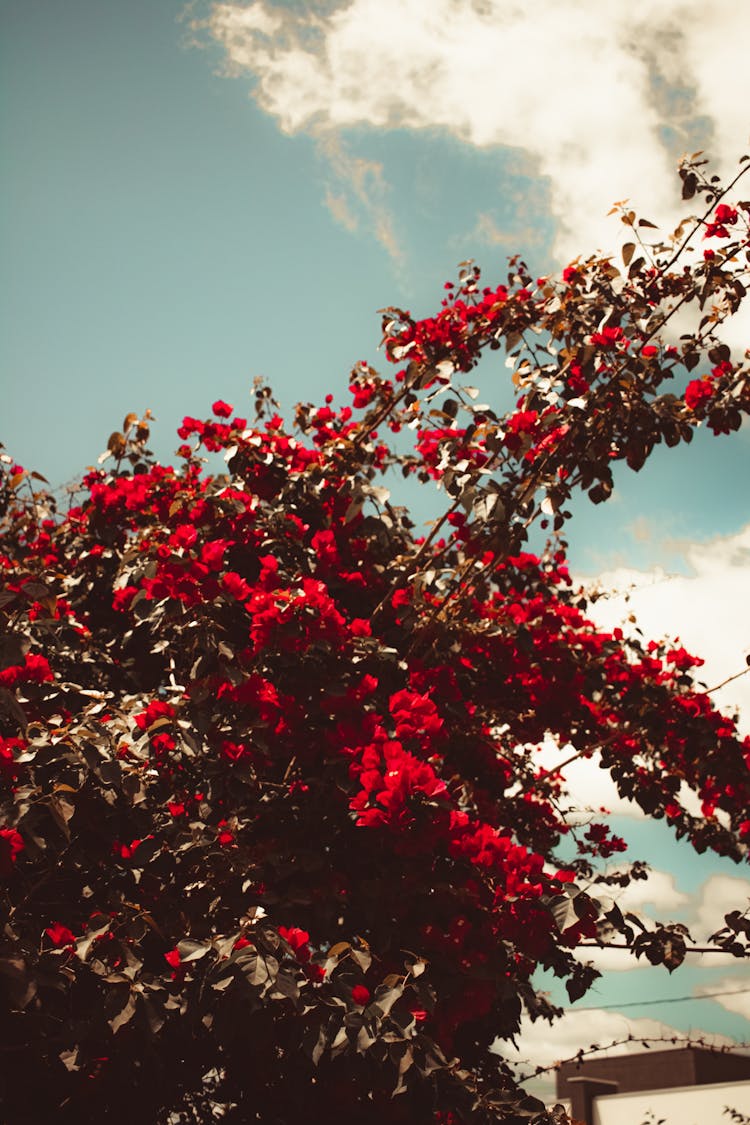 Bougainvillea Blossom