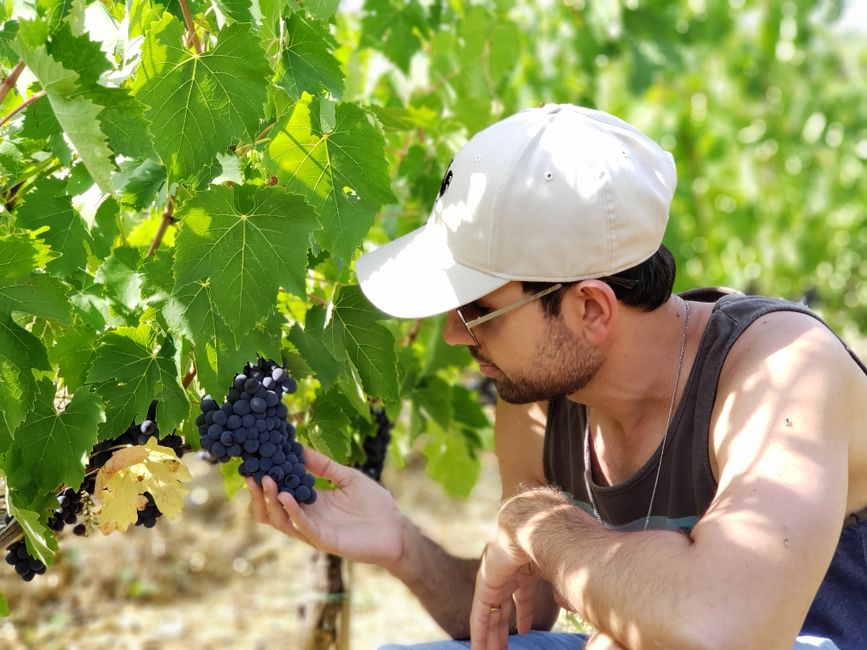 A man in a tank top checks ripening grapes on a sunny day in a lush vineyard.