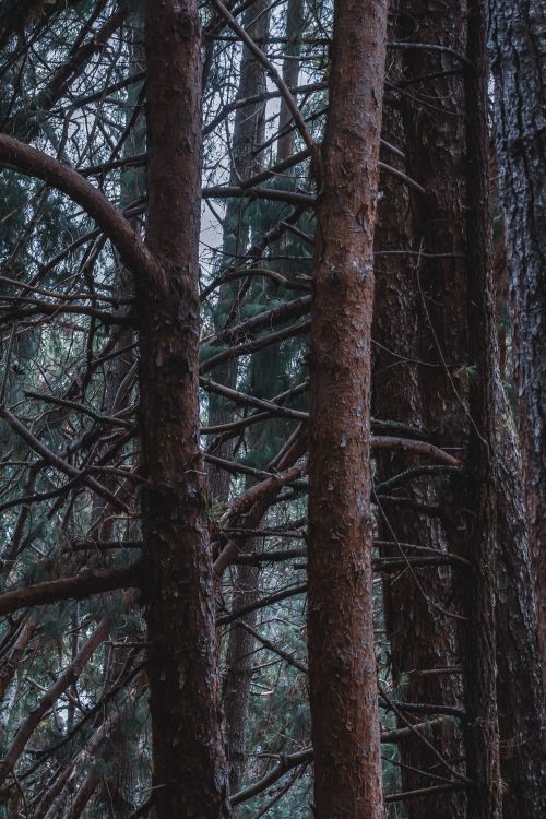 Free Close-up of tall tree trunks in a dense woodland in Mérida, Venezuela, showcasing natural textures. Stock Photo
