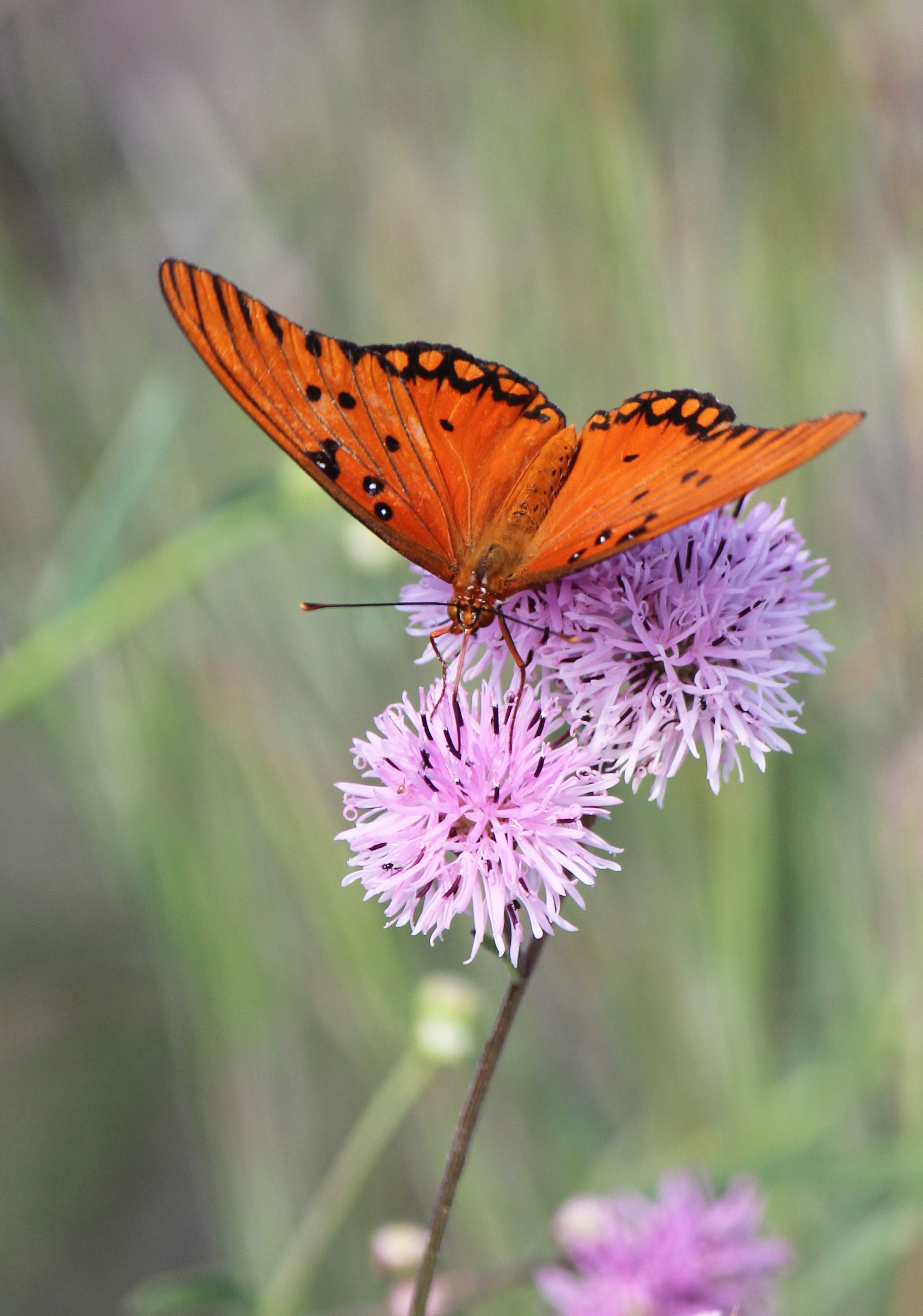 Orange Butterfly in Close Up Photography · Free Stock Photo