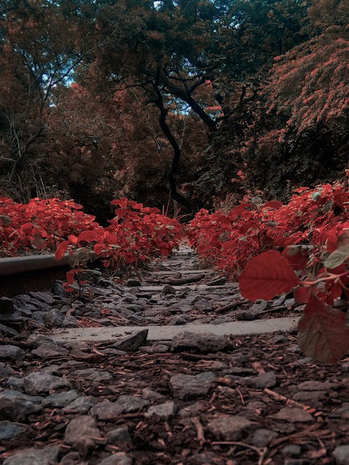 бесплатная Путь, заполненный красными растениями Стоковое фото