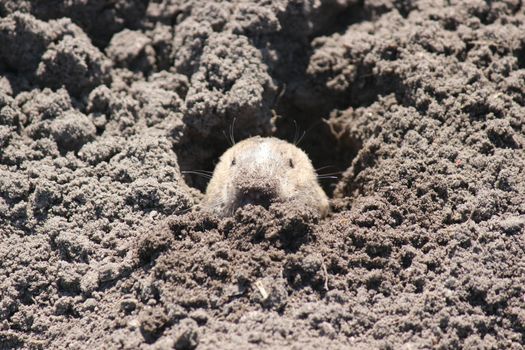 hamster photo