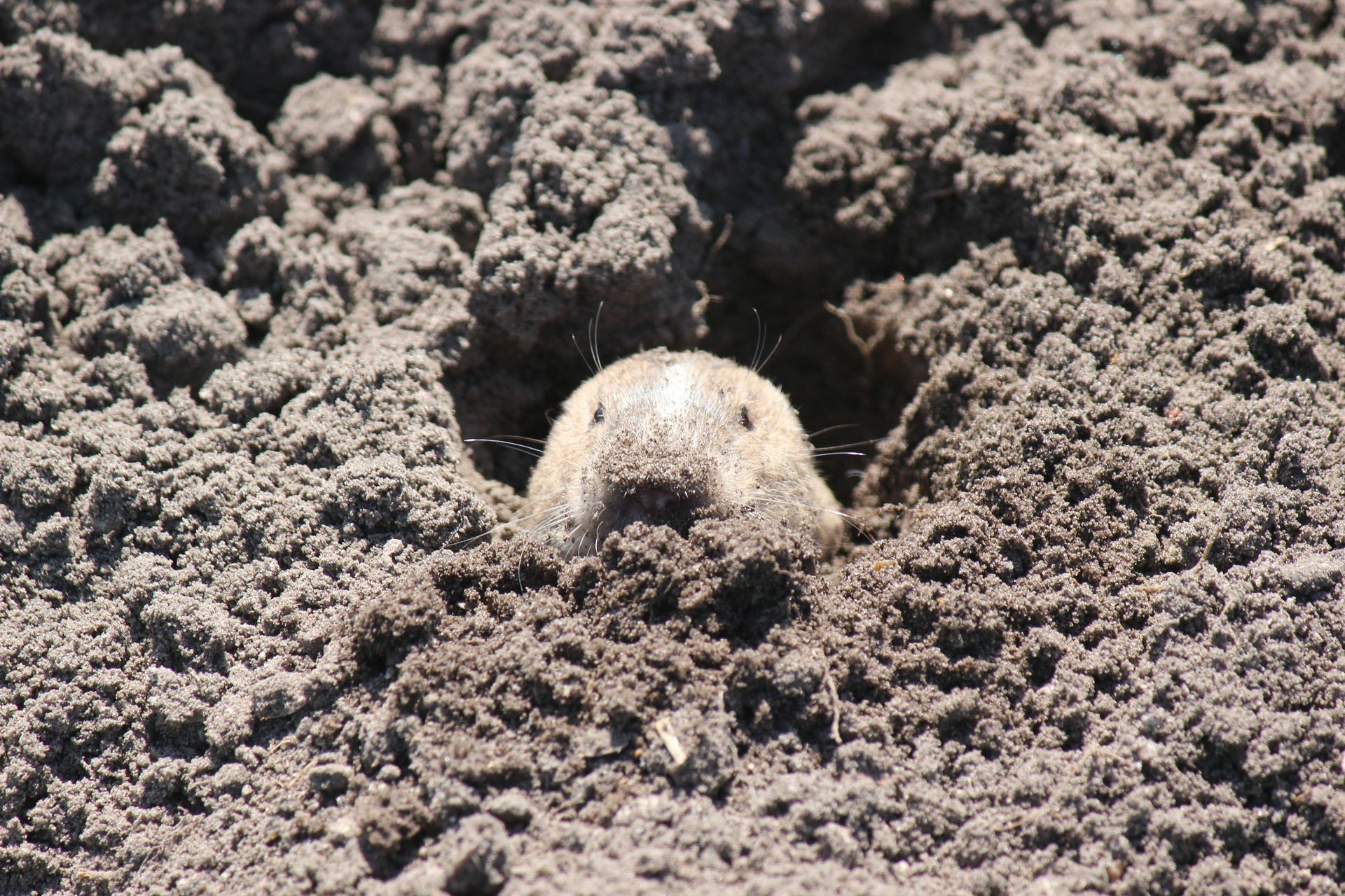 Gopher on Gray Soil