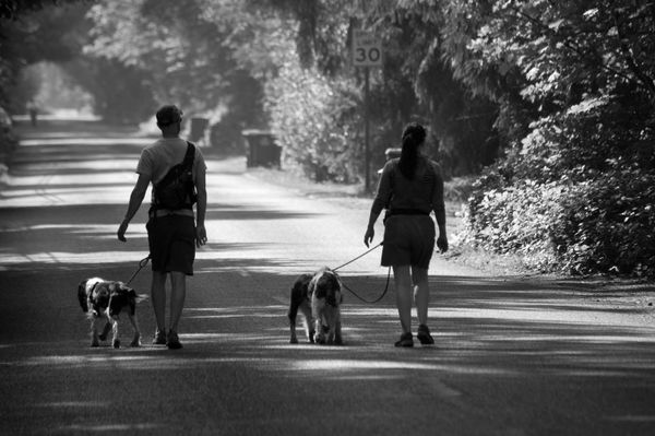 Group Dog Walking Services in Abbey Wood