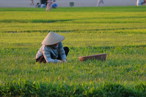 Бесплатное стоковое фото с азиатская шляпа, женщина, рисовое поле