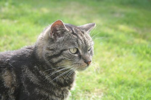 芝生のフィールドで灰色のぶち猫