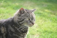 一只美丽的虎斑猫沐浴在自然阳光下，坐在户外的草地上