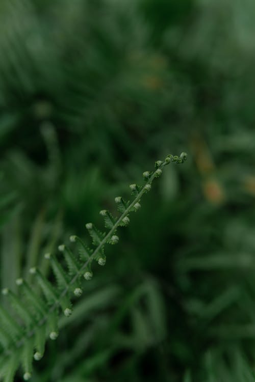Green Fern Leaf in Close-up Photography