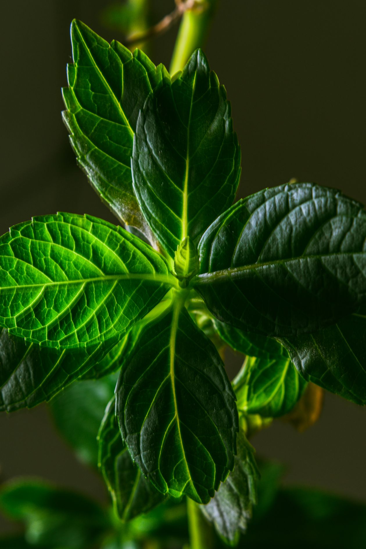 Close-up of fresh green mint leaves showing natural texture and vibrancy
