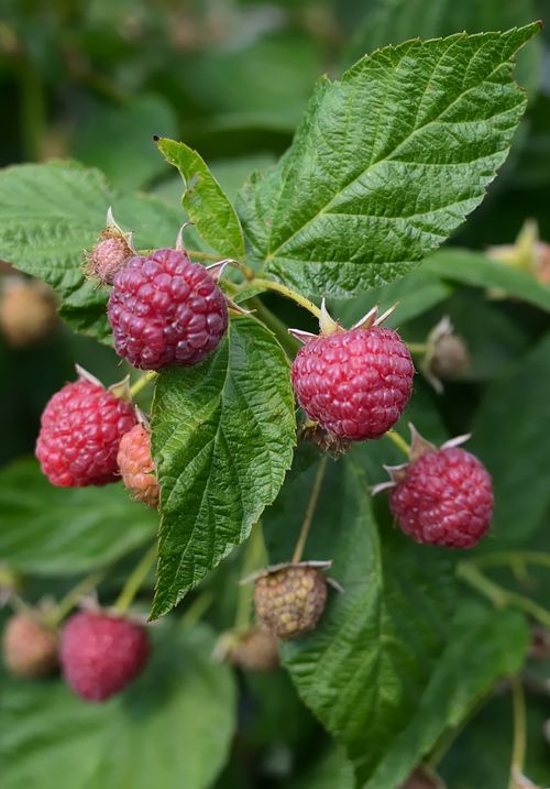 Free Vibrant fresh raspberries on a bush with green leaves, captured in a natural setting. Stock Photo