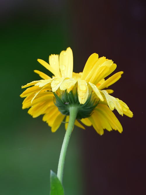 Close-Up Shot of a Blooming Yellow Flower