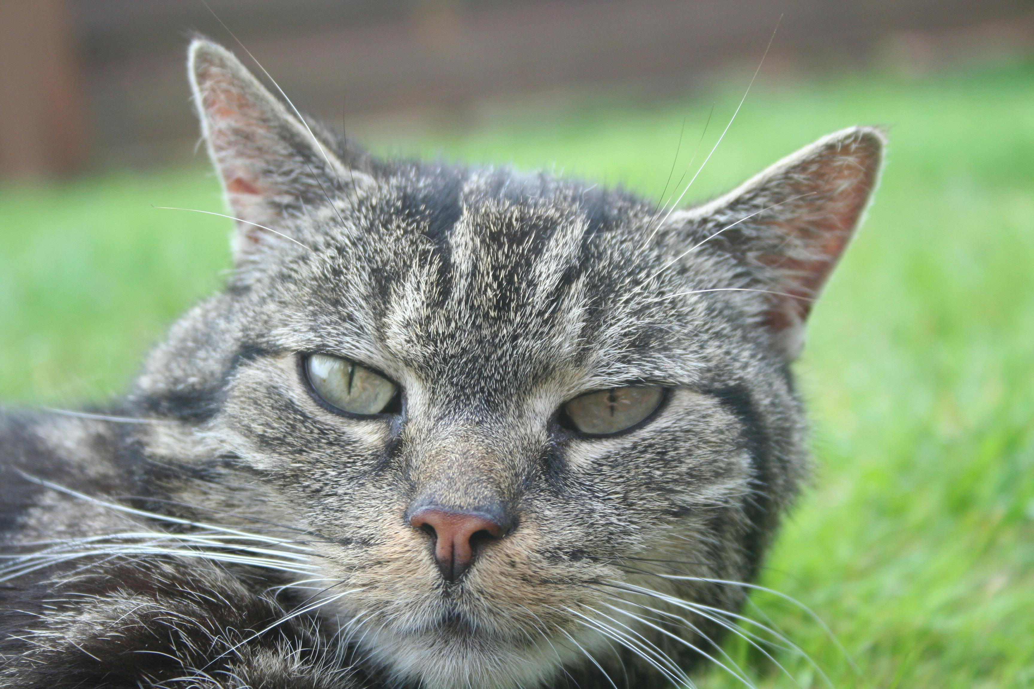 gray tabby cat