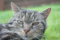 阳光明媚的一天，一只虎斑猫躺在草丛中的迷人特写