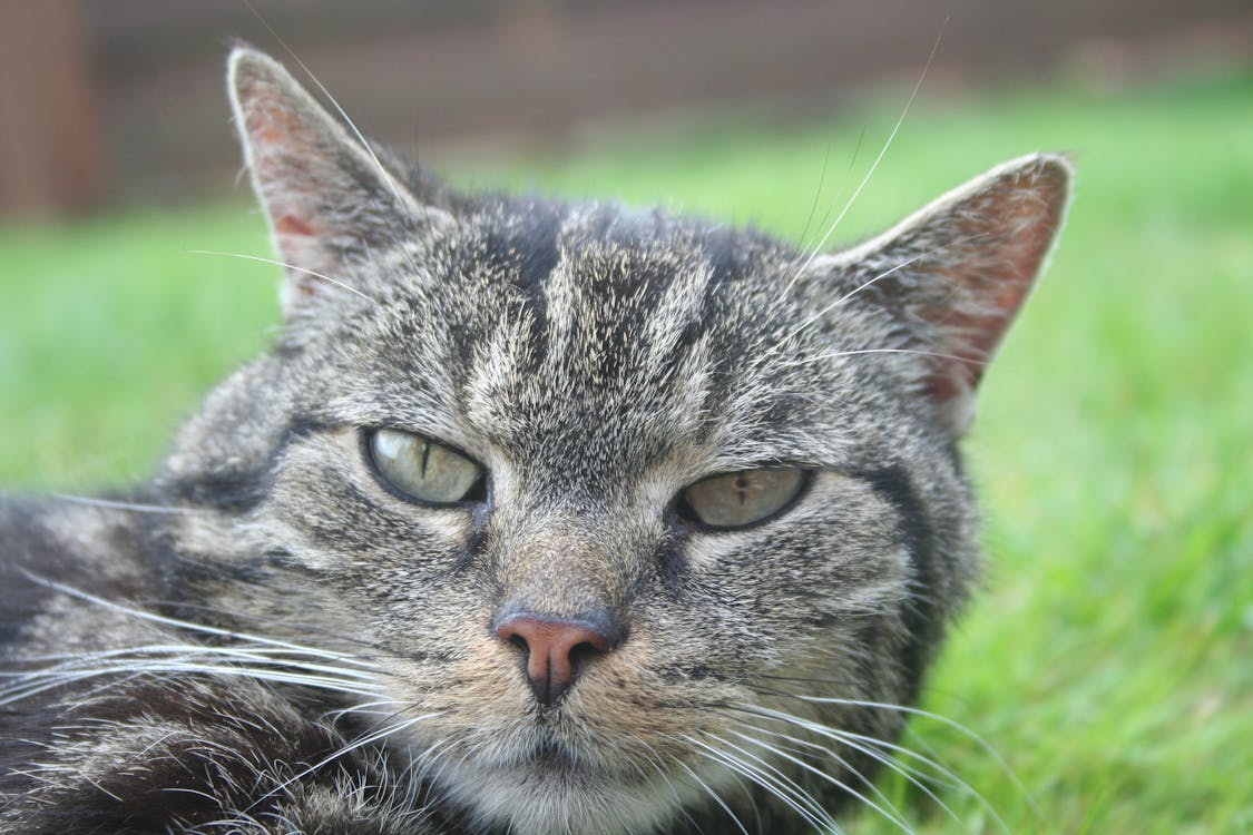 Free Brown Tabby Cat on Green Grass Close-up Photography Stock Photo