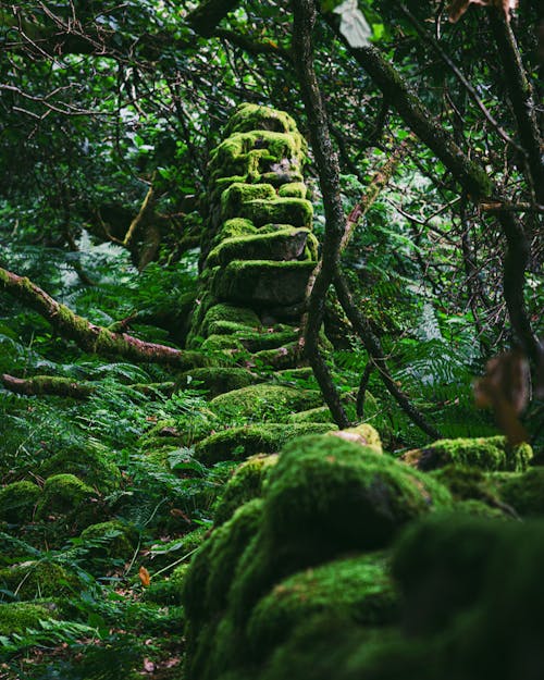 Mossy Rocks Surrounded by Green Trees