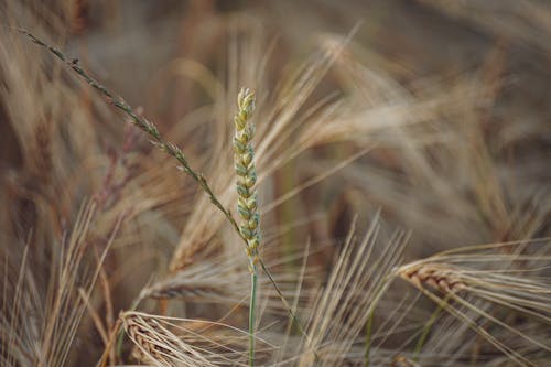 Фотография пшеницы крупным планом
