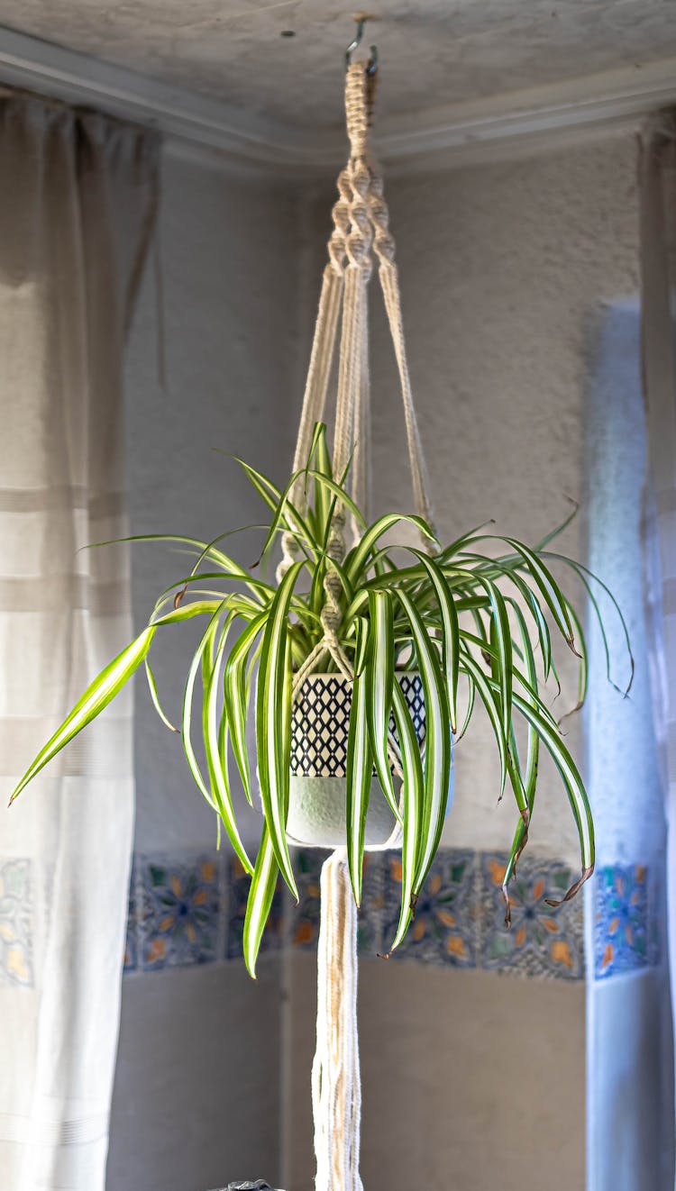 Plant Hanging Inside A House