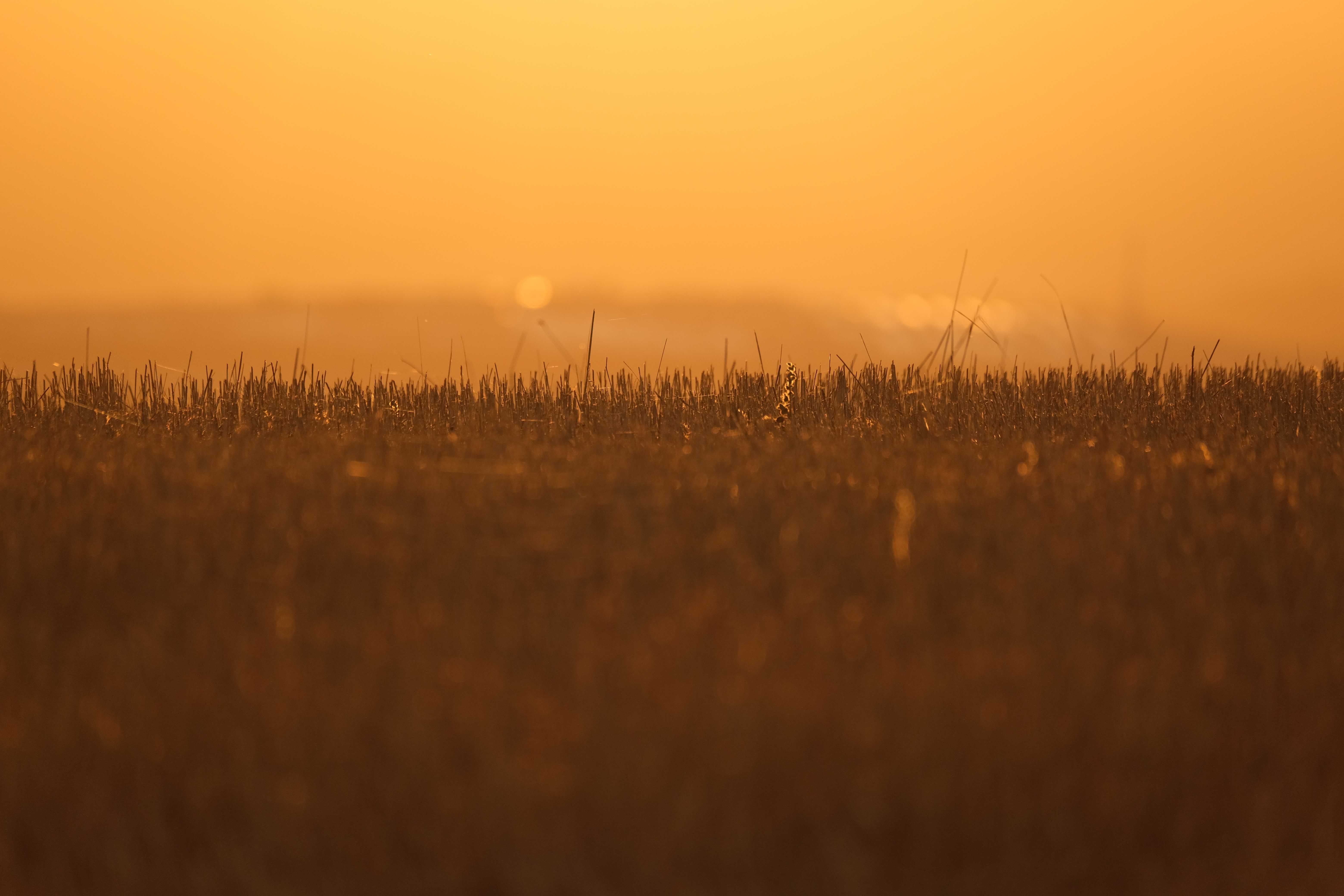 Silhouette of Grass at Sunset · Free Stock Photo