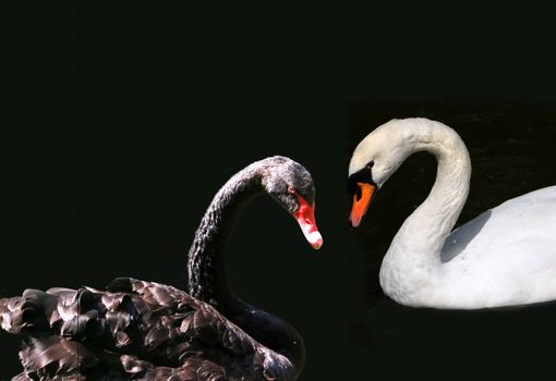 A striking display of a black and white swan against a dark background.