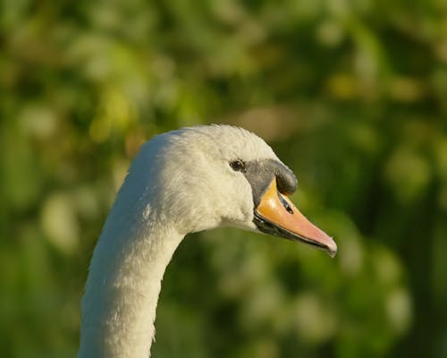 Close-up of a Swan on the Background of Green Trees