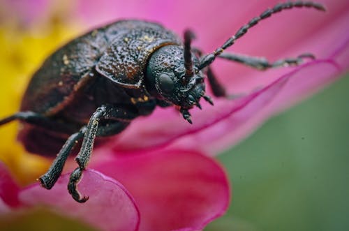 Δωρεάν στοκ φωτογραφιών με beetle, galeruca tanaceti, macro shot