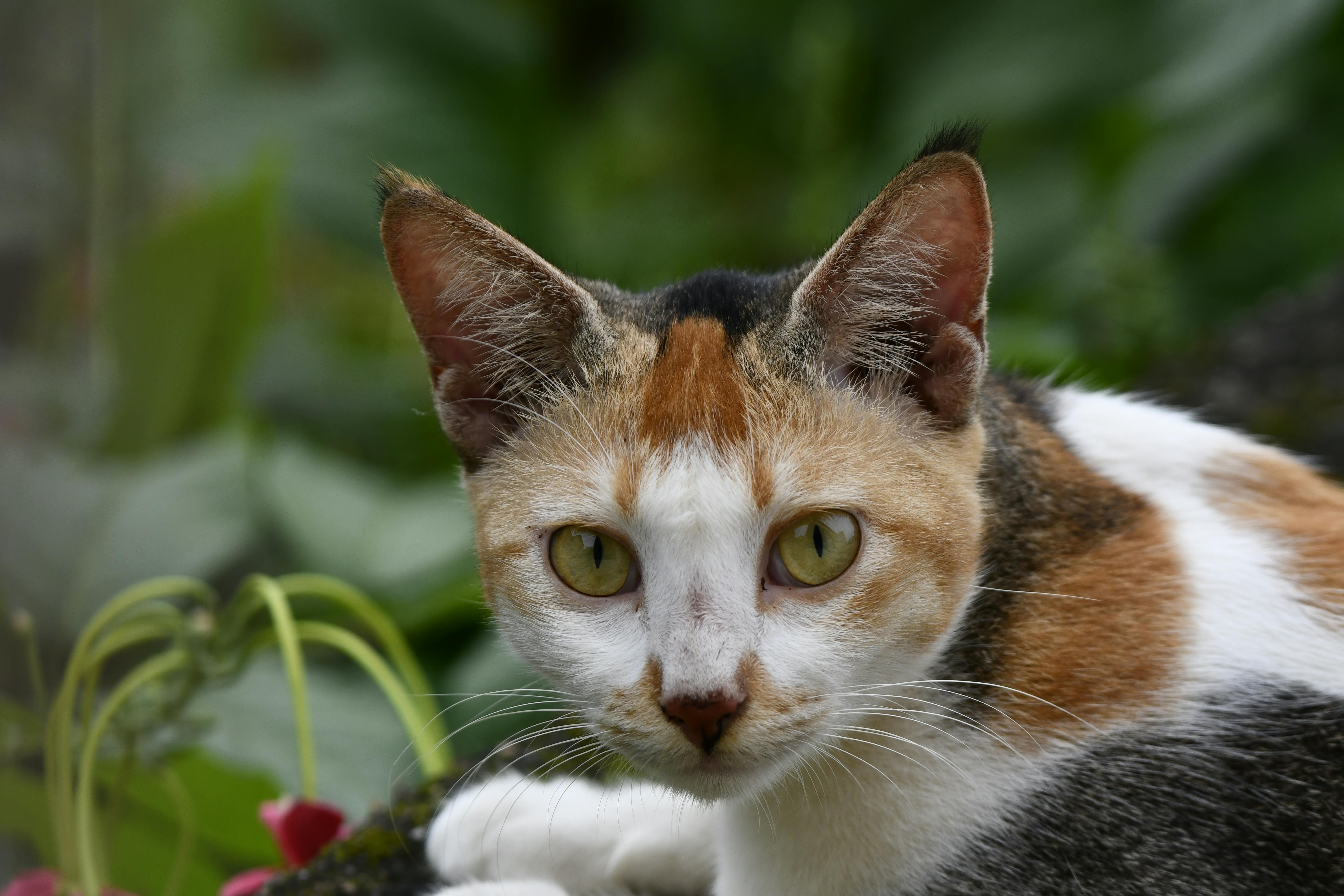 calico cat with yellow eyes