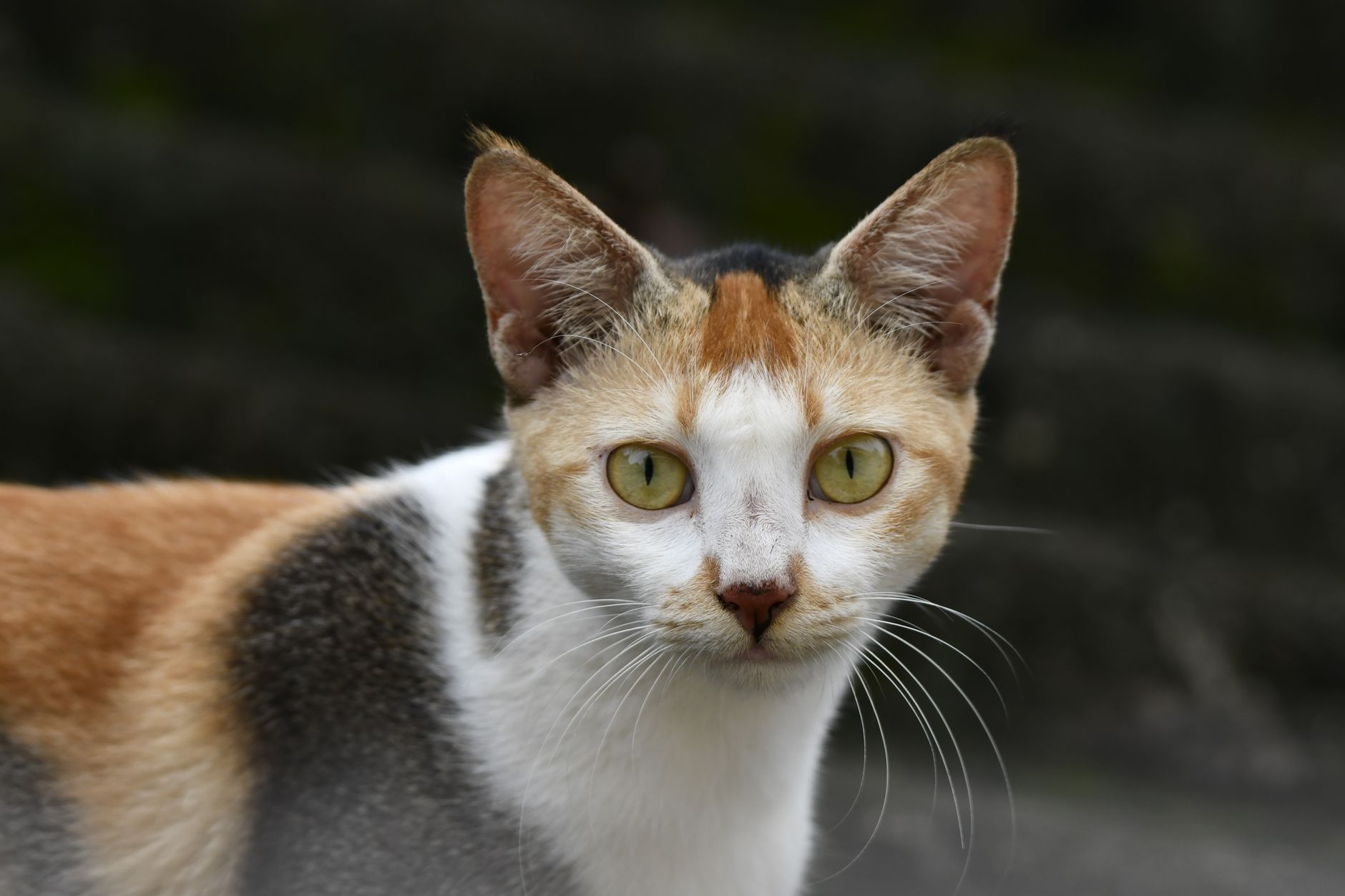 Veterinarian examining a cat during a checkup