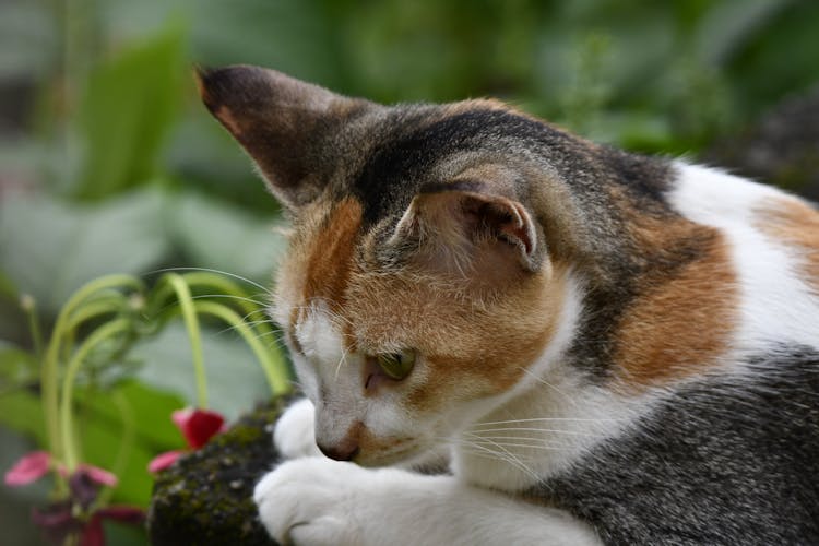 Close-Up Shot Of A Calico Cat