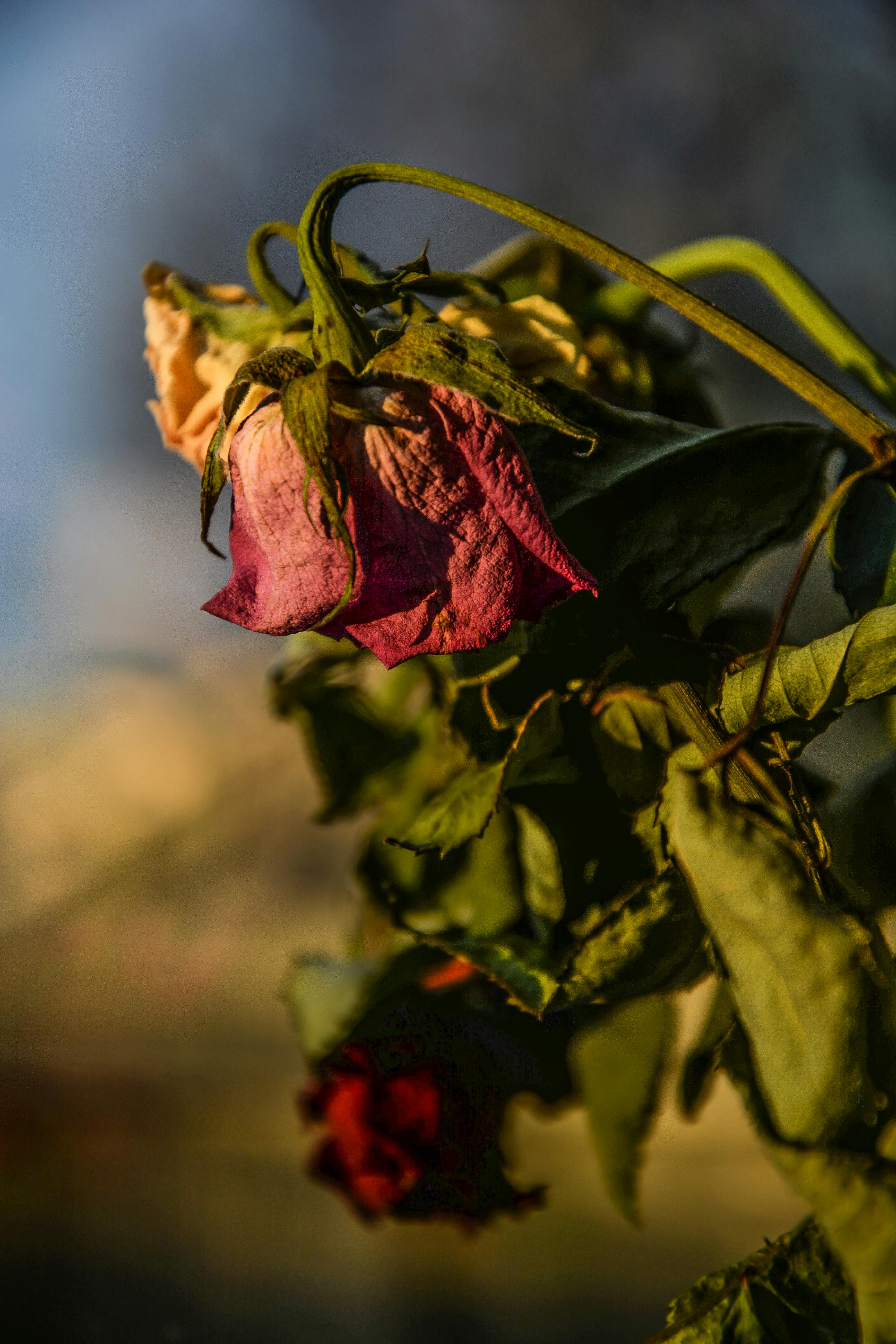 昼間の赤い枯れたバラ 無料の写真素材