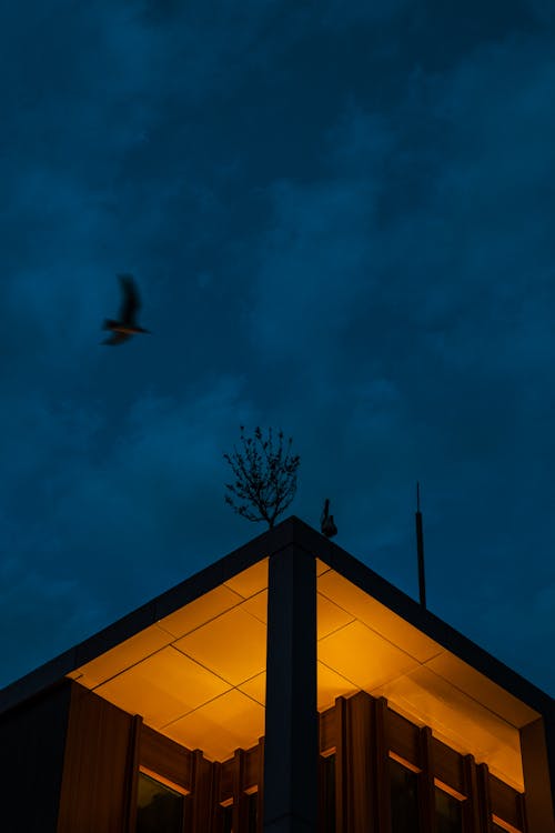 A Black Bird Flying over the Roof During Night Time