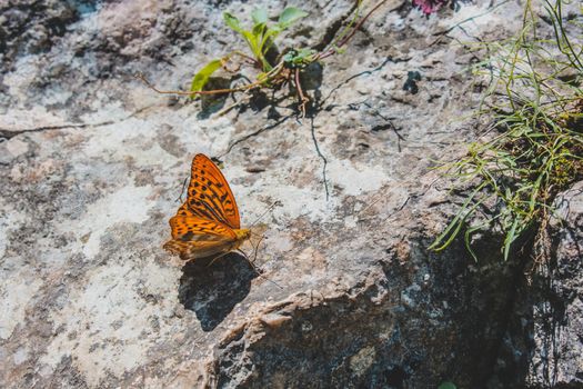 Beautifully detailed close-up of a Silver-Washed Fritillary butterfly resting on a rock, showcasing vibrant orange patterns.