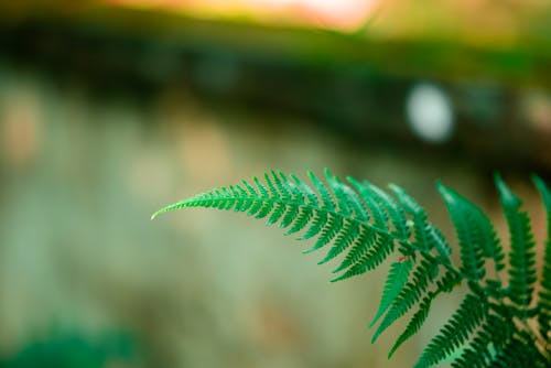 Close-Up Shot of Fern Leaves