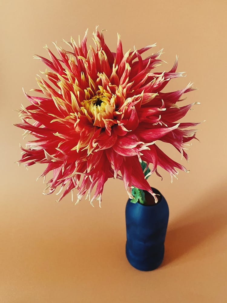 Beautiful Dahlia Flower In A Vase