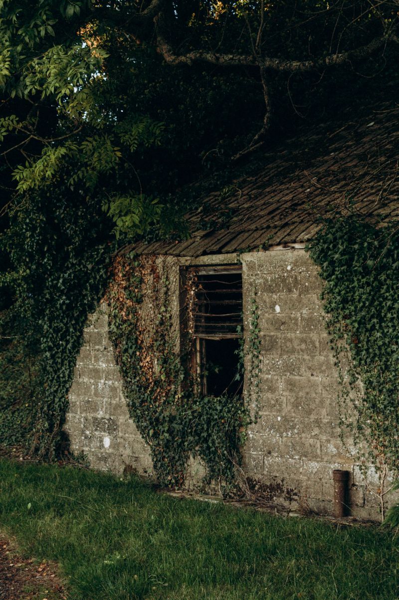 Old stone building overgrown with climbing ivy, nature reclaiming the structure, illustrative photo