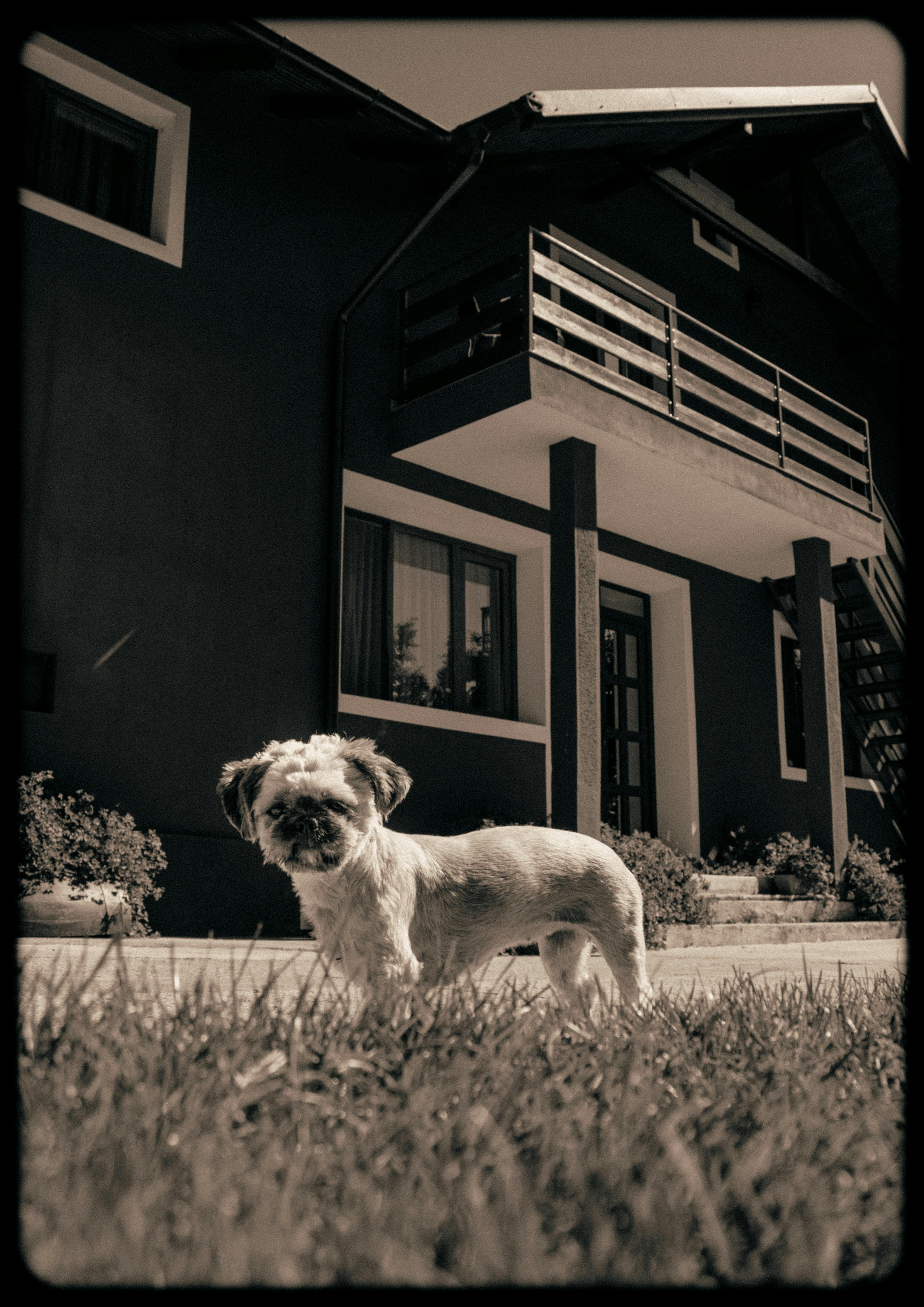 Dog house construction process