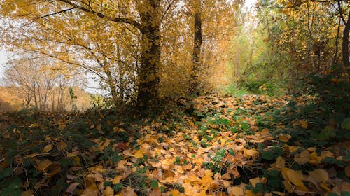 Fallen Leaves in Forest in Autumn